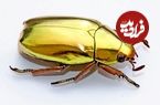 ببینید| 10 گونه حیرت انگیز سوسک که شبیه جواهرات هستند