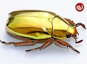 ببینید| 10 گونه حیرت انگیز سوسک که شبیه جواهرات هستند