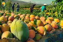 (ویدئو) چگونه کشاورزان استرالیایی صدهاتن انبه تولید و برداشت می کنند؟