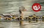 ببینید| شکار برق‌آسای جوجه اردک توسط یک ماهی