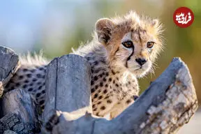 ببینید| میاندشت جاجرم؛ صحنه نمایش درس بقای هلیا