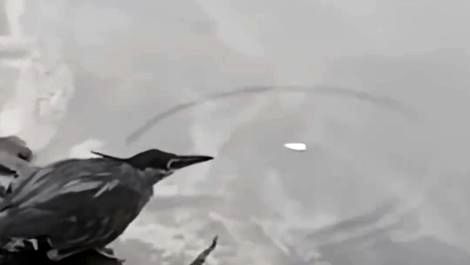 (ویدئو) زیرکی پرنده در گرفتن ماهی را ببینید؛ یک طعمه دارد و آن را به هر ماهی نمی‌دهد 