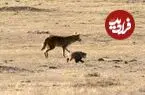 عکس| اتحاد عجیب دو شکارچی؛ چرا کایوت و گورکن برای شکار همکاری می‌کنند؟