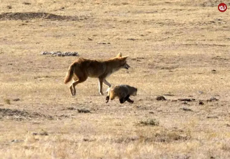 عکس| اتحاد عجیب دو شکارچی؛ چرا کایوت و گورکن برای شکار همکاری می‌کنند؟