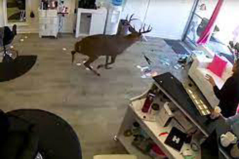 (ویدئو) حمله یک گوزن به سالن آرایشگاه