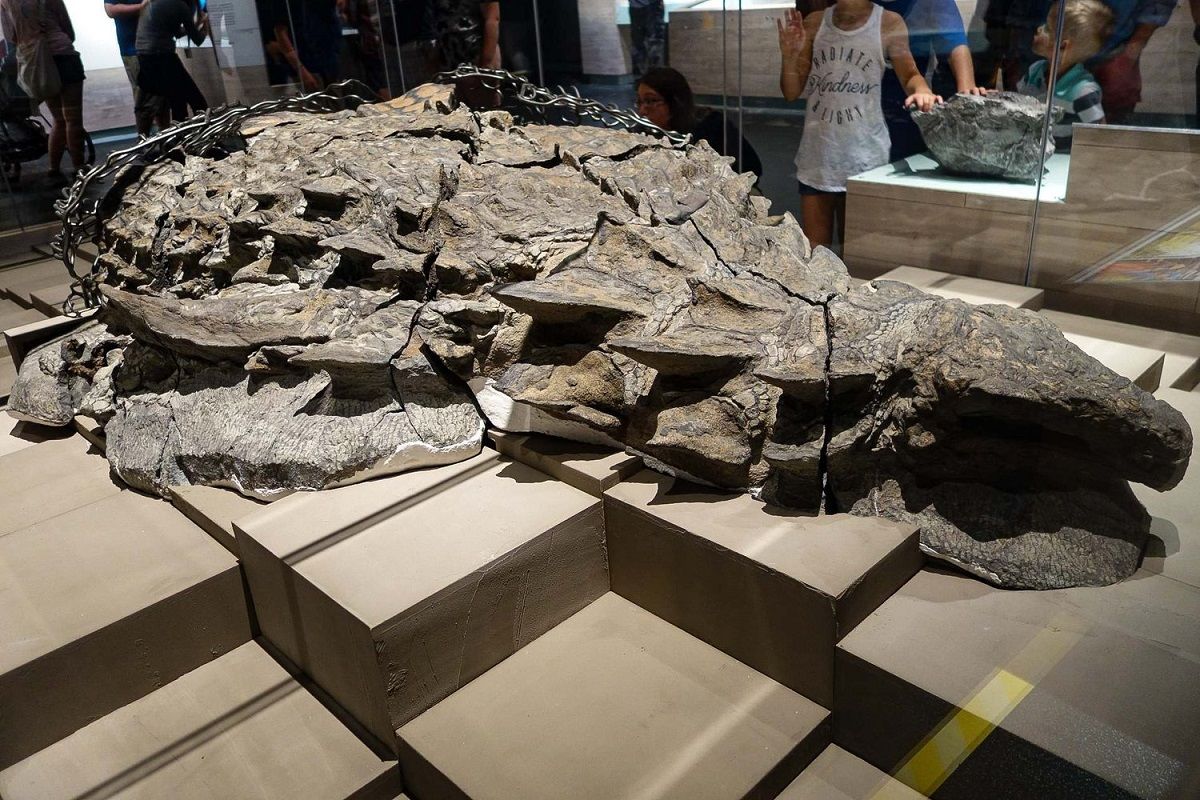 (عکس) کشف عجیب فسیل دایناسور زره پوش ۱۰۰ میلیون ساله توسط معدنچیان