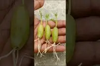 (ویدئو) تکنیک منحصر به فرد  پرورش درخت انگور در خانه از طریق حبه انگور
