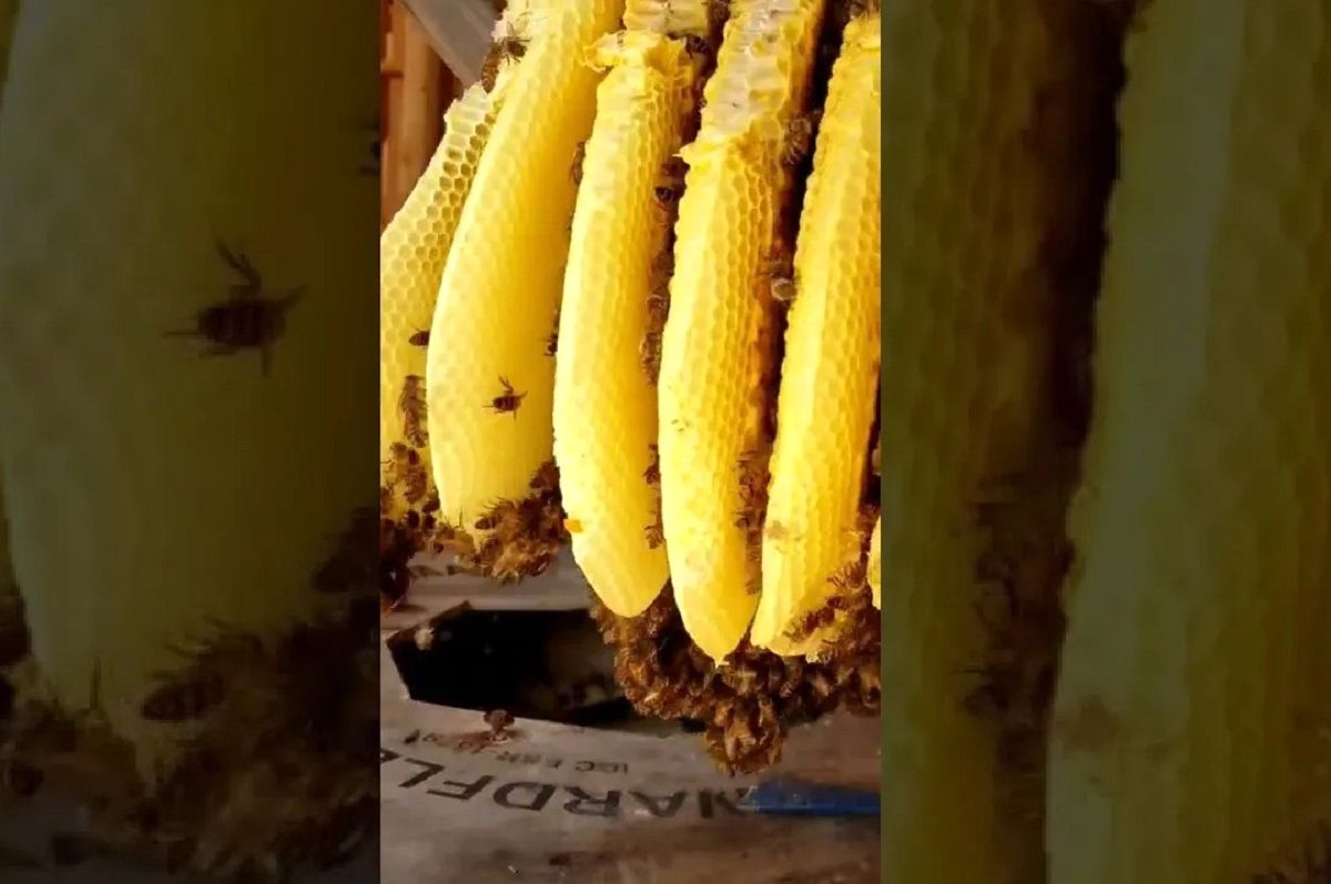 (ویدئو) لحظه کشف و برداشت کندوی عسل وحشی بزرگ از کف خانه مسکونی