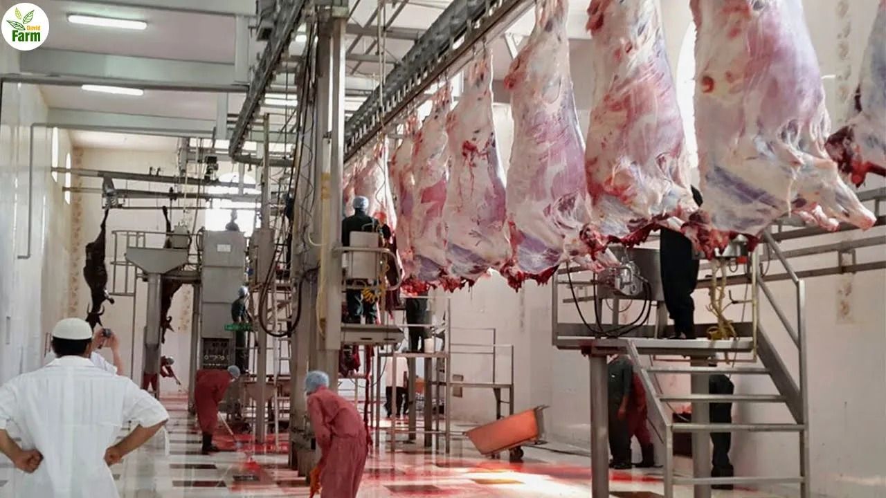 (ویدئو) فرآیند جالب و دیدنی برش و بسته بندی گاوهای غول پیکر در یک کارخانه روسی