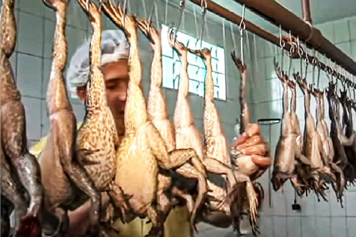 (ویدئو) چگونه کشاورزان آسیایی میلیون ها قورباغه را برای گوشت پرورش و برداشت می کنند؟