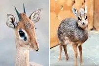 ببینید| دیک دیک؛ یک آهوی مینیاتوری بامزه با دماغ عجیب!