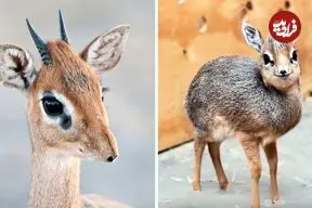 ببینید| دیک دیک؛ یک آهوی مینیاتوری بامزه با دماغ عجیب!