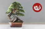 18 مهارت ژاپن باستان برای رهایی از مکالمه ذهنی