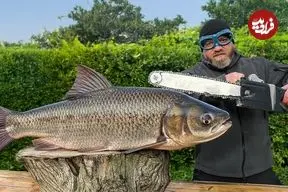 ببینید| غذای روستایی در آذربایجان؛ کباب ماهی کپور نقره ای  بزرگ با سبزی های معطر