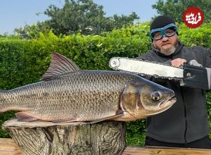 ببینید| غذای روستایی در آذربایجان؛ کباب ماهی کپور نقره ای  بزرگ با سبزی های معطر