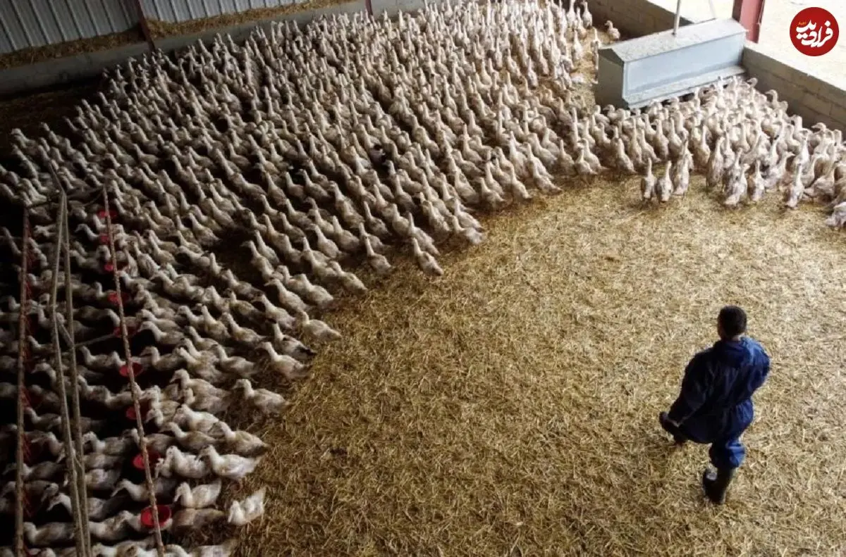 مؤسسه پاستور فرانسه: آنفلونزای پرندگان درصورت جهش، می‌تواند همه‌گیری شدیدتر از کرونا ایجاد کند