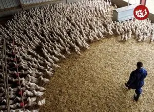 مؤسسه پاستور فرانسه: آنفلونزای پرندگان درصورت جهش، می‌تواند همه‌گیری شدیدتر از کرونا ایجاد کند