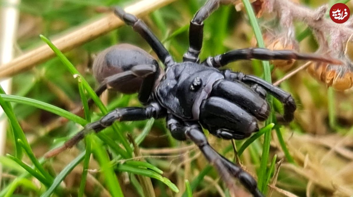 مشاهدۀ یک عنکبوت ناشناخته در منطقۀ حفاظتشده