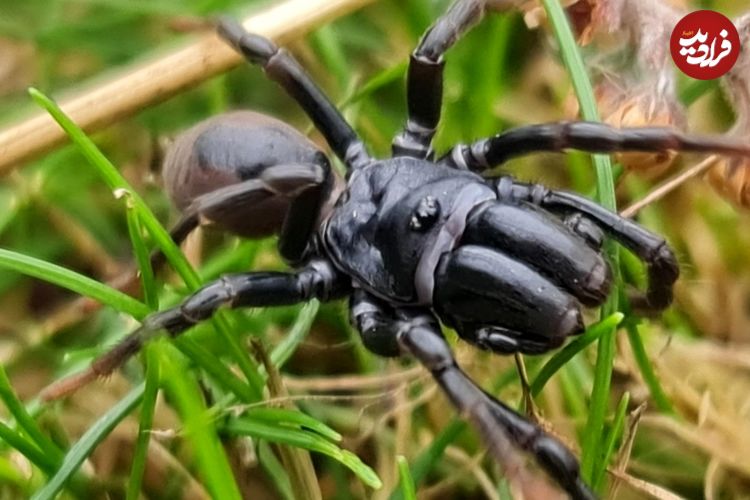 مشاهدۀ یک عنکبوت ناشناخته در منطقۀ حفاظت‌شده