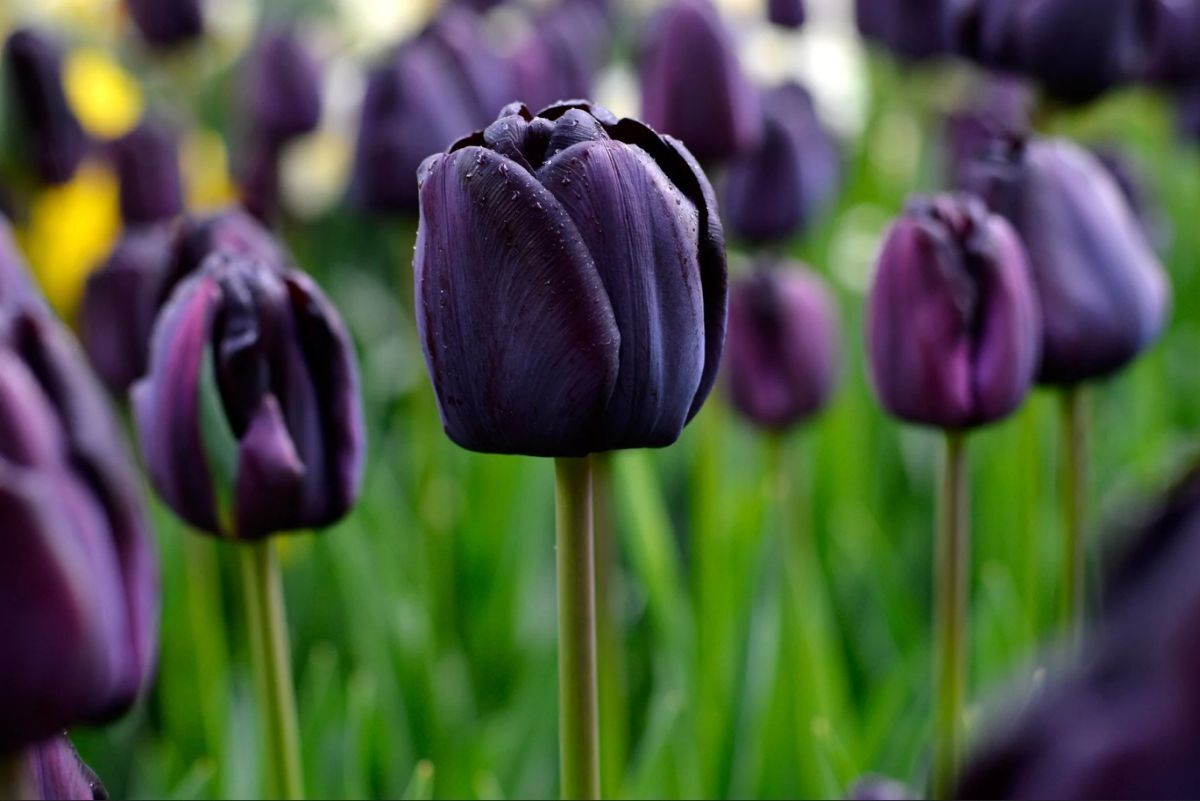 (تصاویر) ۱۰ گل سیاه رنگ محبوب در جهان