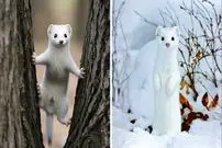 ببینید| قاقم؛ شکارچی زیبا و بی رحم طبیعت!