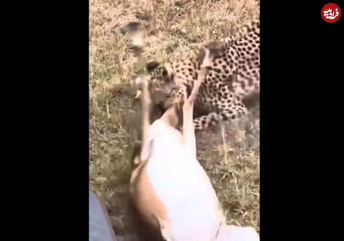 ( ویدیو) لحظه باور نکردنی شکار ماهرانه پلنگ را ببینید 