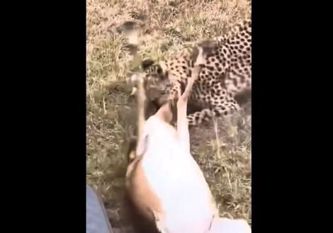 ( ویدیو) لحظه باور نکردنی شکار ماهرانه پلنگ را ببینید 