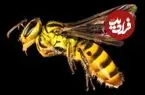چند گونه زنبور در جهان وجود دارد؟