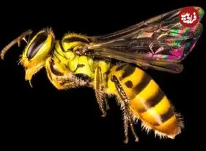 چند گونه زنبور در جهان وجود دارد؟