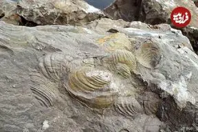 منظور از فسیل چیست؟؛ مناطق فسیلی ایران را بشناسید