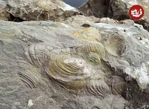 منظور از فسیل چیست؟؛ مناطق فسیلی ایران را بشناسید