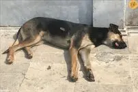 (ویدئو) کلیپ جنجالی از ورود یک سگ ولگرد به مسجدی در ترکیه