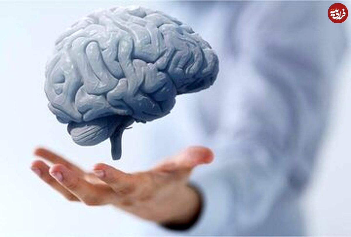 محققان دانشگاه ویرجینیا: مضرترین غذاها برای مغز را بشناسید