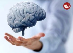 محققان دانشگاه ویرجینیا: مضرترین غذاها برای مغز را بشناسید