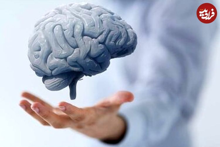 محققان دانشگاه ویرجینیا: مضرترین غذاها برای مغز را بشناسید