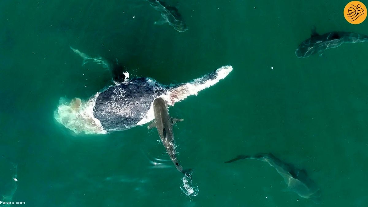 (ویدئو) ۵۰ کوسه ببری در حال خوردن لاشه نهنگ گوژپشت