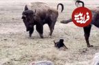 (ویدئو) شاخ بازی یک سگ پا کوتاه کوچک برای گاومیش های کوهان دار یک تُنی!