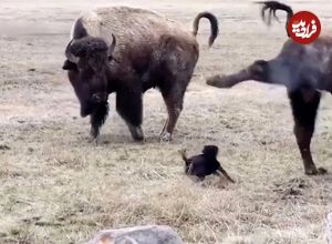 (ویدئو) شاخ بازی یک سگ پا کوتاه کوچک برای گاومیش های کوهان دار یک تُنی!