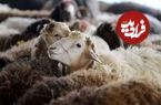 نکات بهداشتی ذبح دام در عیدقربان؛ خطرات ورود ترشحات دام به بدن انسان