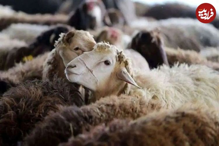 نکات بهداشتی ذبح دام در عیدقربان؛ خطرات ورود ترشحات دام به بدن انسان