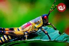 ببینید| 5 گونه از زیباترین و رنگارنگ ترین ملخ های دنیا