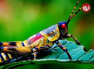 ببینید| 5 گونه از زیباترین و رنگارنگ ترین ملخ های دنیا