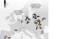 نگاهی به جمعیت گاومیش وحشی در اروپا ۱۰۰ سال پس از انقراض + اینفوگرافی