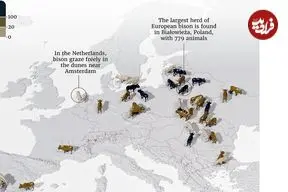 نگاهی به جمعیت گاومیش وحشی در اروپا ۱۰۰ سال پس از انقراض + اینفوگرافی