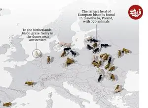 نگاهی به جمعیت گاومیش وحشی در اروپا ۱۰۰ سال پس از انقراض + اینفوگرافی