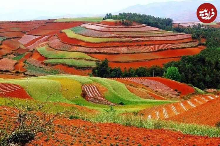 چشم‌انداز شگفت‌انگیز مزارع سبز روی خاک سرخ