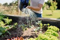 بهترین زمان برای آبیاری گیاهان باغچه چه ساعتی از روز است؟