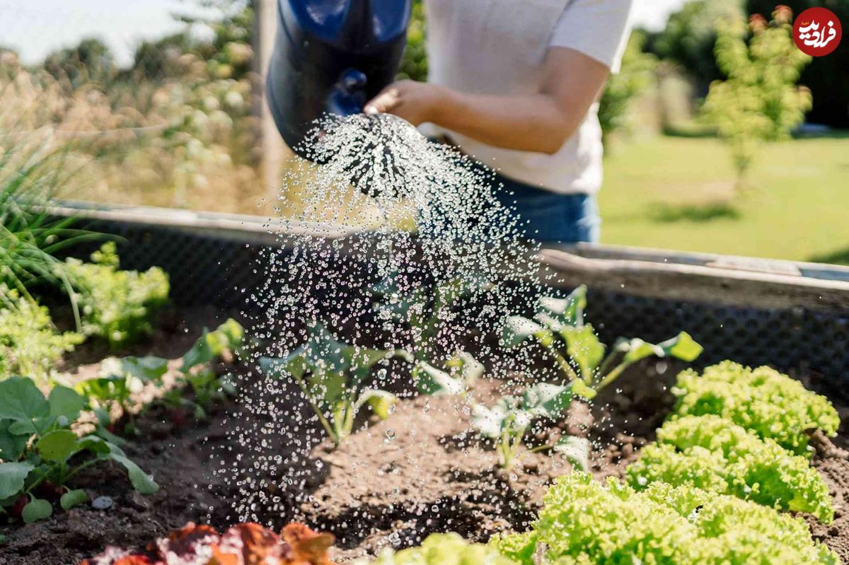 بهترین زمان برای آبیاری گیاهان باغچه چه ساعتی از روز است؟