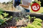 بهترین زمان برای آبیاری گیاهان باغچه چه ساعتی از روز است؟