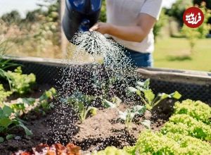 بهترین زمان برای آبیاری گیاهان باغچه چه ساعتی از روز است؟